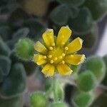Aichryson porphyrogennetos Floare
