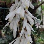 Coelogyne gardneriana Flor