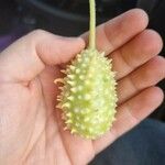 Cucumis anguria Fruit