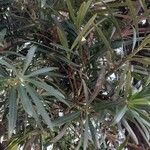 Podocarpus macrophyllus 葉