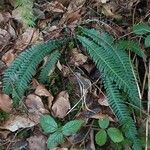 Blechnum spicant Hostoa