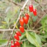 Lycium chinense 果実
