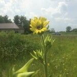 Silphium laciniatum ফুল