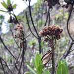 Baccharis prunifolia Ffrwyth