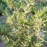 Rosmarinus officinalis葉