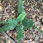 Polystichum acrostichoides Leaf