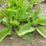Symphytum caucasicum Folha