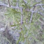 Rhamnus lycioides Blad