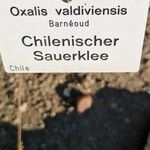 Oxalis valdiviensis Other