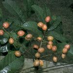 Protium apiculatum Fruit