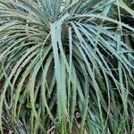 Puya alpestris Συνήθη χαρακτηριστικά