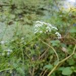 Oenanthe aquatica Flower