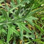 Cirsium eriophorumList