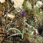 Muscari matritense Habitat