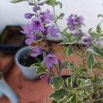 Prostanthera ovalifolia 花