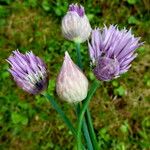 Allium schoenoprasum Λουλούδι