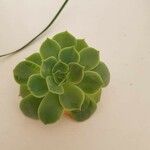 Aeonium valverdense 葉