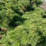 Pinus mugo 整株植物