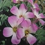 Oxalis adenophylla