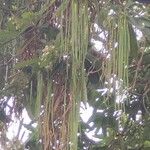 Alstonia macrophylla ഫലം