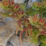 Sedum litoreum Folha