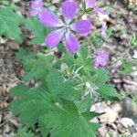 Geranium sylvaticumЦвят