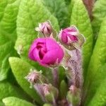 Primula vulgaris Leaf