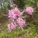 Rhododendron periclymenoides ᱵᱟᱦᱟ