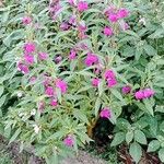 Impatiens balsamina Habit