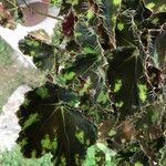 Begonia rex Leaf