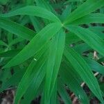 Polygonatum verticillatum List