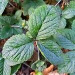 Potentilla indica ഇല