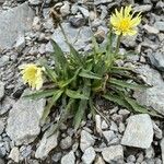 Hieracium berardianum Λουλούδι