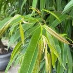Ficus maclellandii List