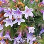 Lithodora zahnii Flor