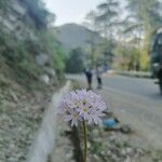 Primula denticulata Цветок