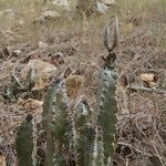 Caralluma burchardii Habitus