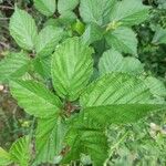 Rubus elegantispinosus Folio