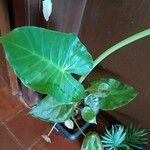 Alocasia odora Liść