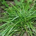 Carex jamesii Habit