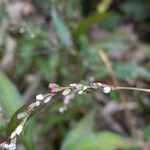 Persicaria mitis പുഷ്പം