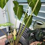 Caladium lindenii Diğer