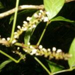 Paullinia pinnata ഫലം