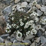 Draba dubia Hábito