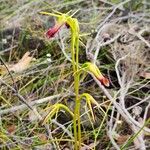 Cryptostylis subulata