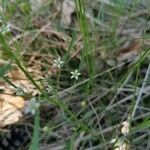 Thesium linophyllon Flower