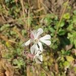 Silene dichotoma 花