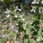 Stachys spinulosa Žiedas