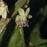 Piparea dentata फूल