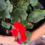 Pelargonium zonale Blad